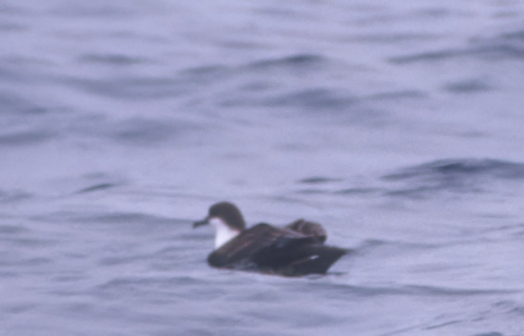 Great Shearwater - ML641982687