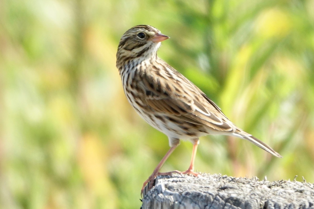 Savannah Sparrow - ML641982688