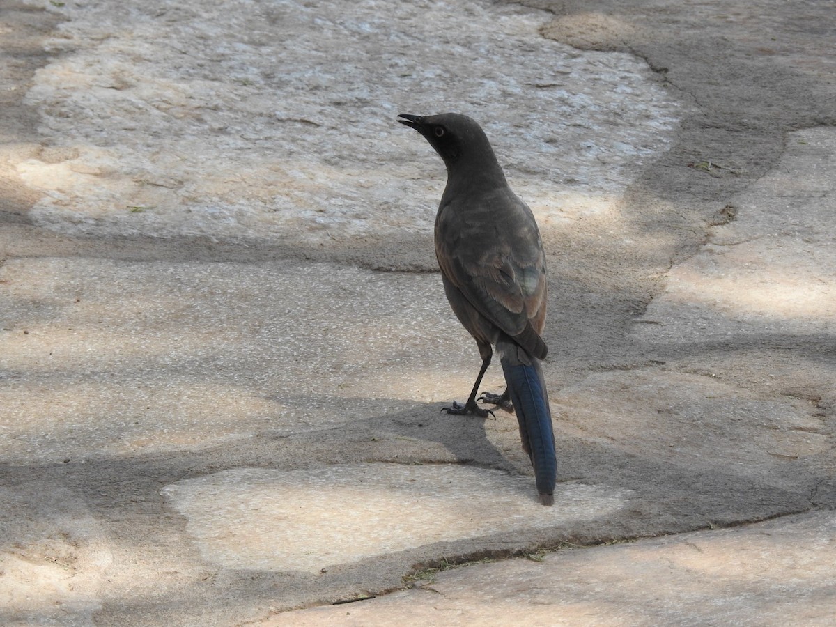 Ashy Starling - ML641982689