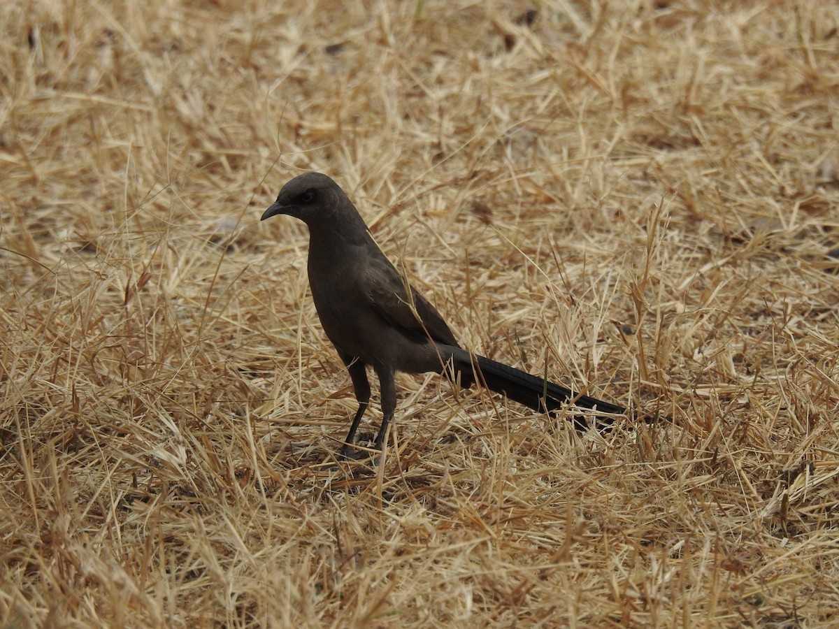 Ashy Starling - ML641982690