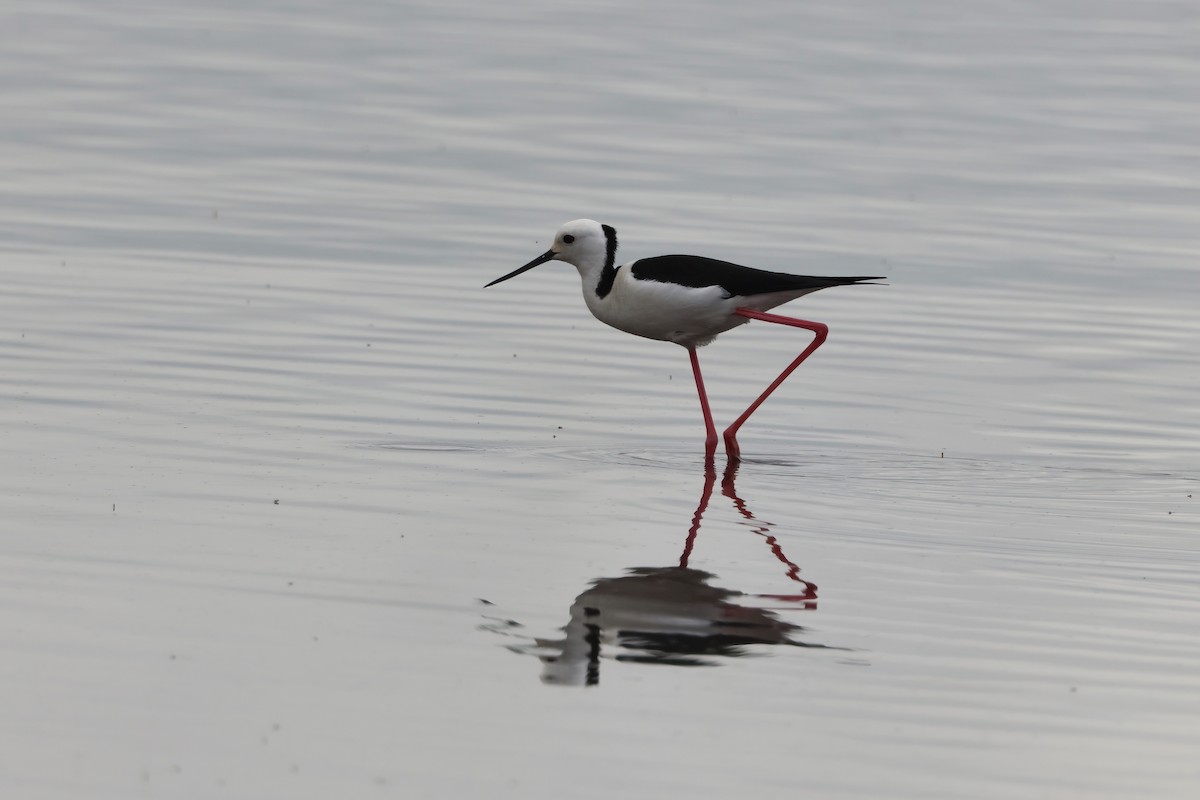 Pied Stilt - ML641982692