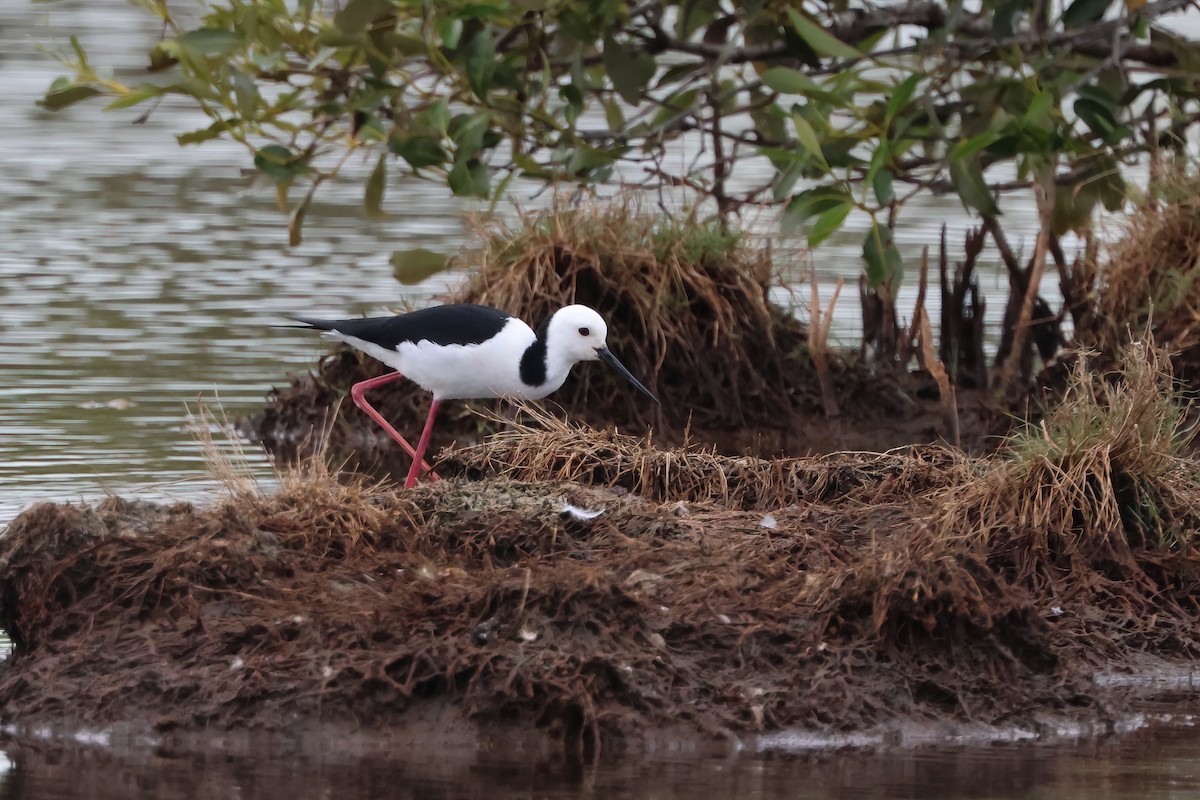 Pied Stilt - ML641982693