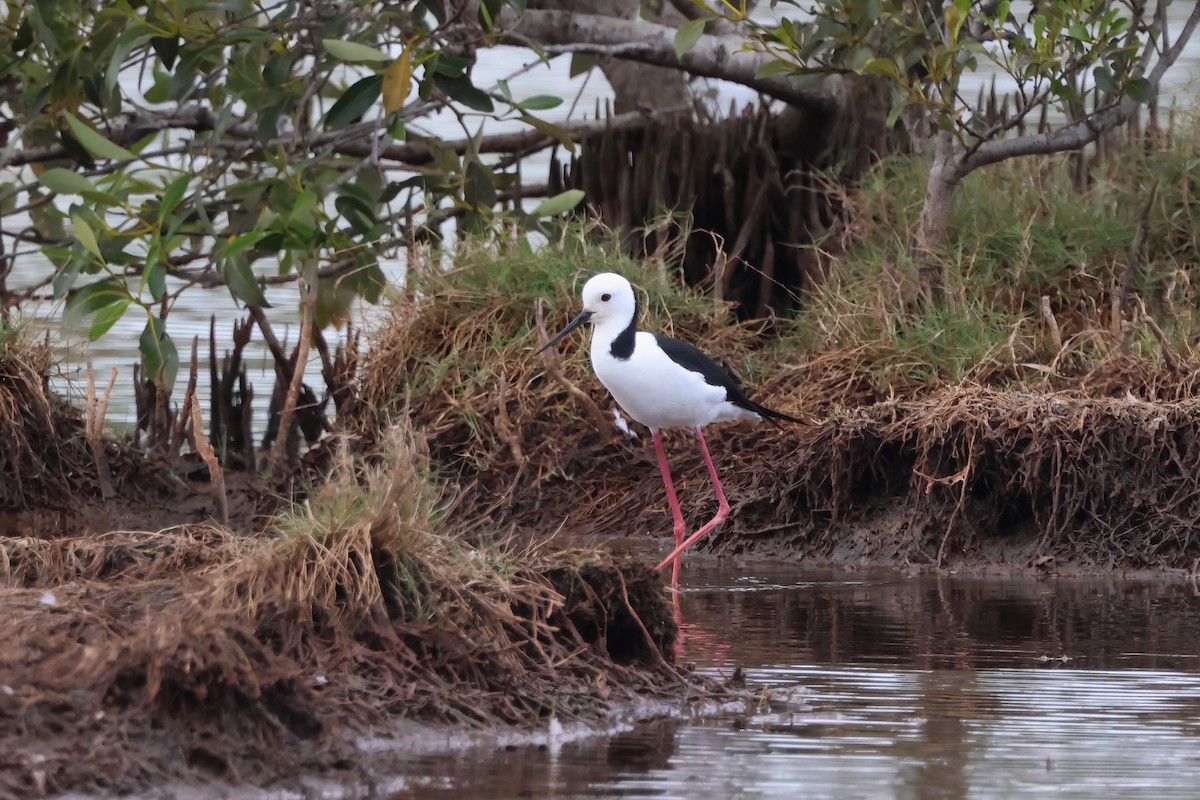 Pied Stilt - ML641982694
