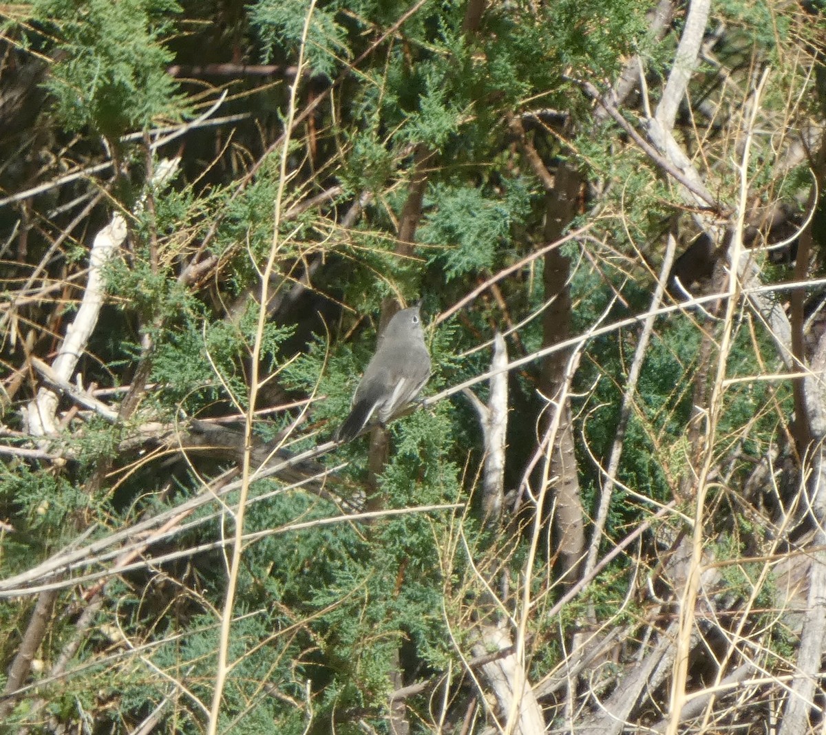 Blue-gray Gnatcatcher - ML641982695