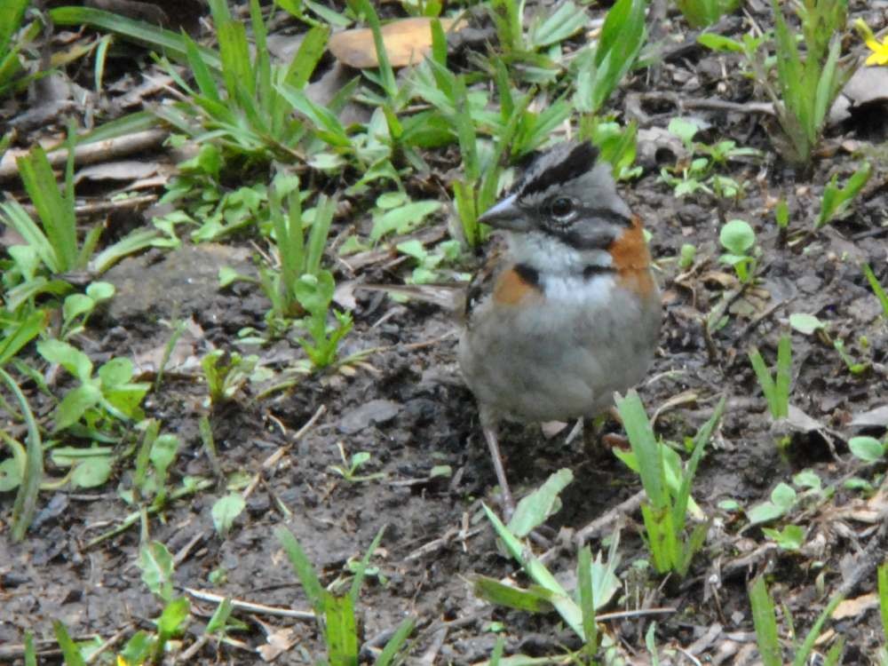 Rufous-collared Sparrow - ML641982696