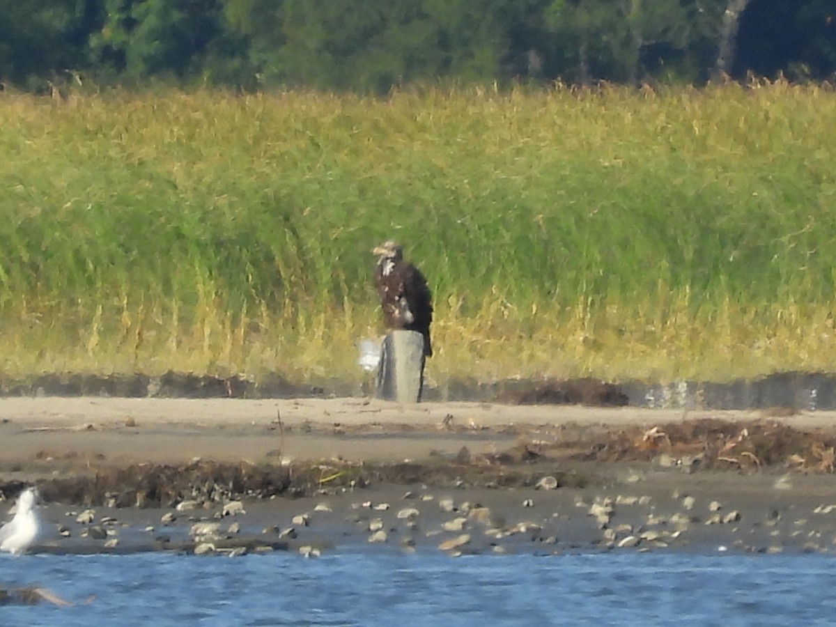 Bald Eagle - ML641982699