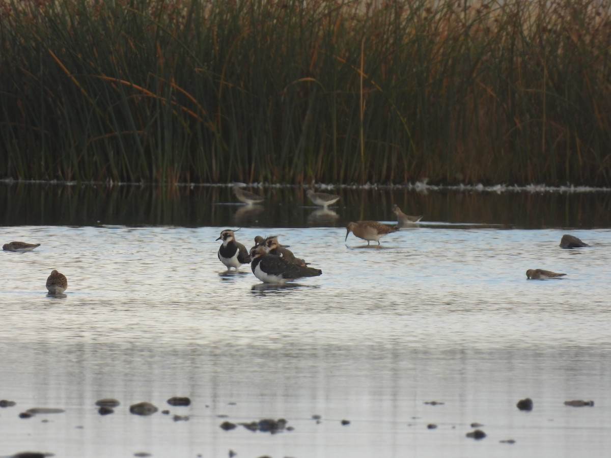 Northern Lapwing - ML641982700