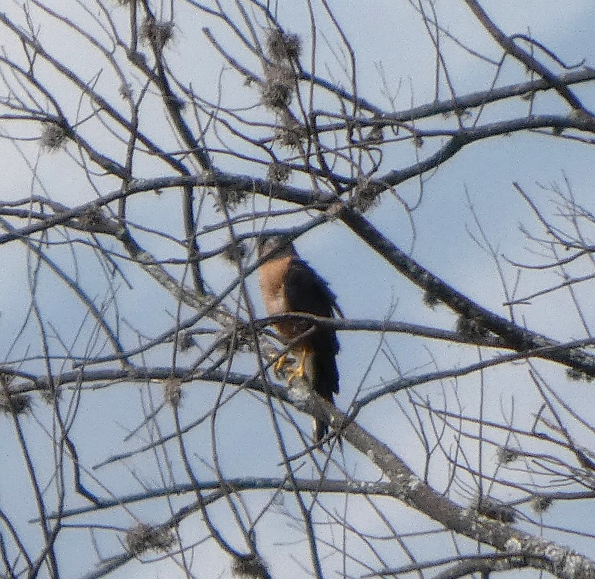 Cooper's Hawk - ML641982701