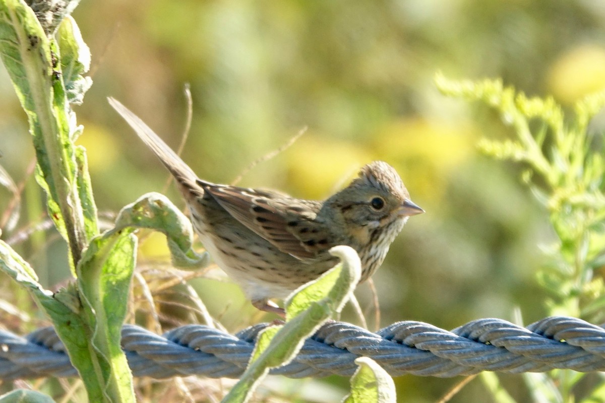 Lincoln's Sparrow - ML641982702