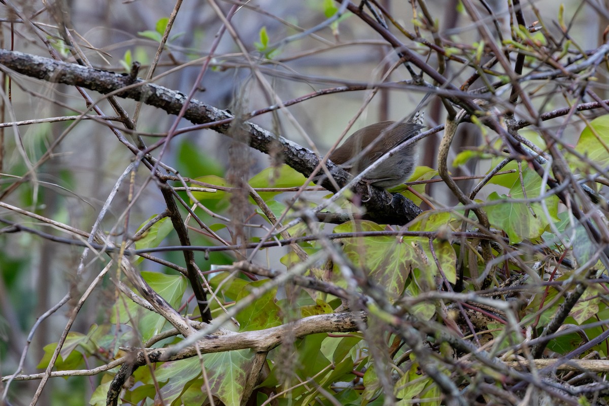Bewick's Wren - ML641982704