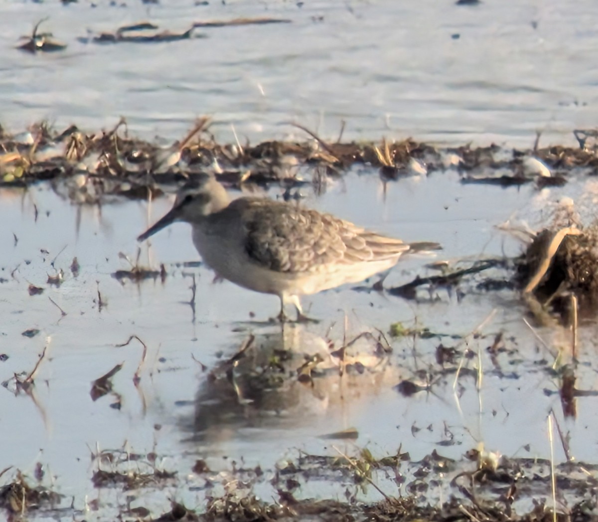 Red Knot - ML641982706
