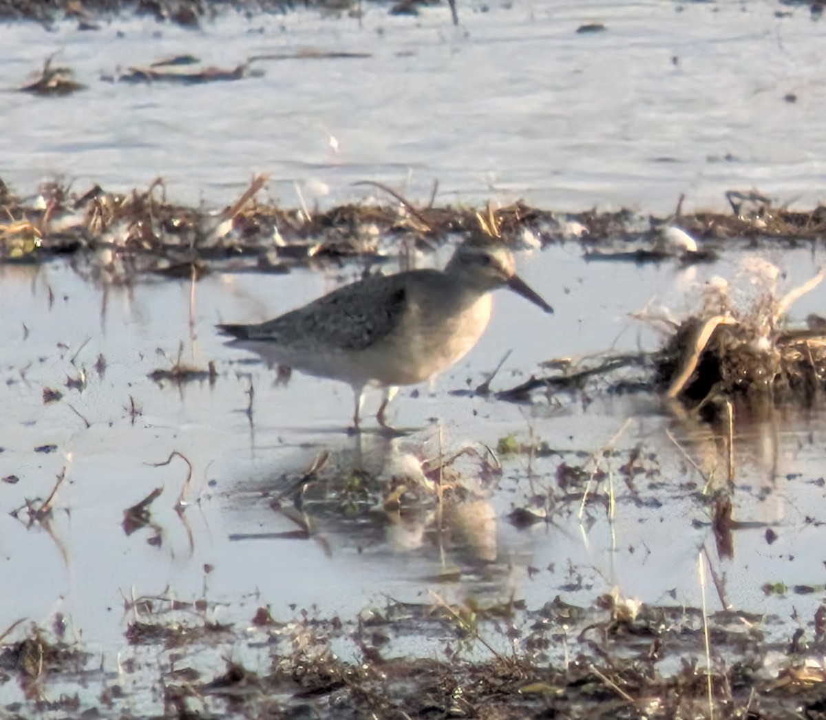 Red Knot - ML641982707