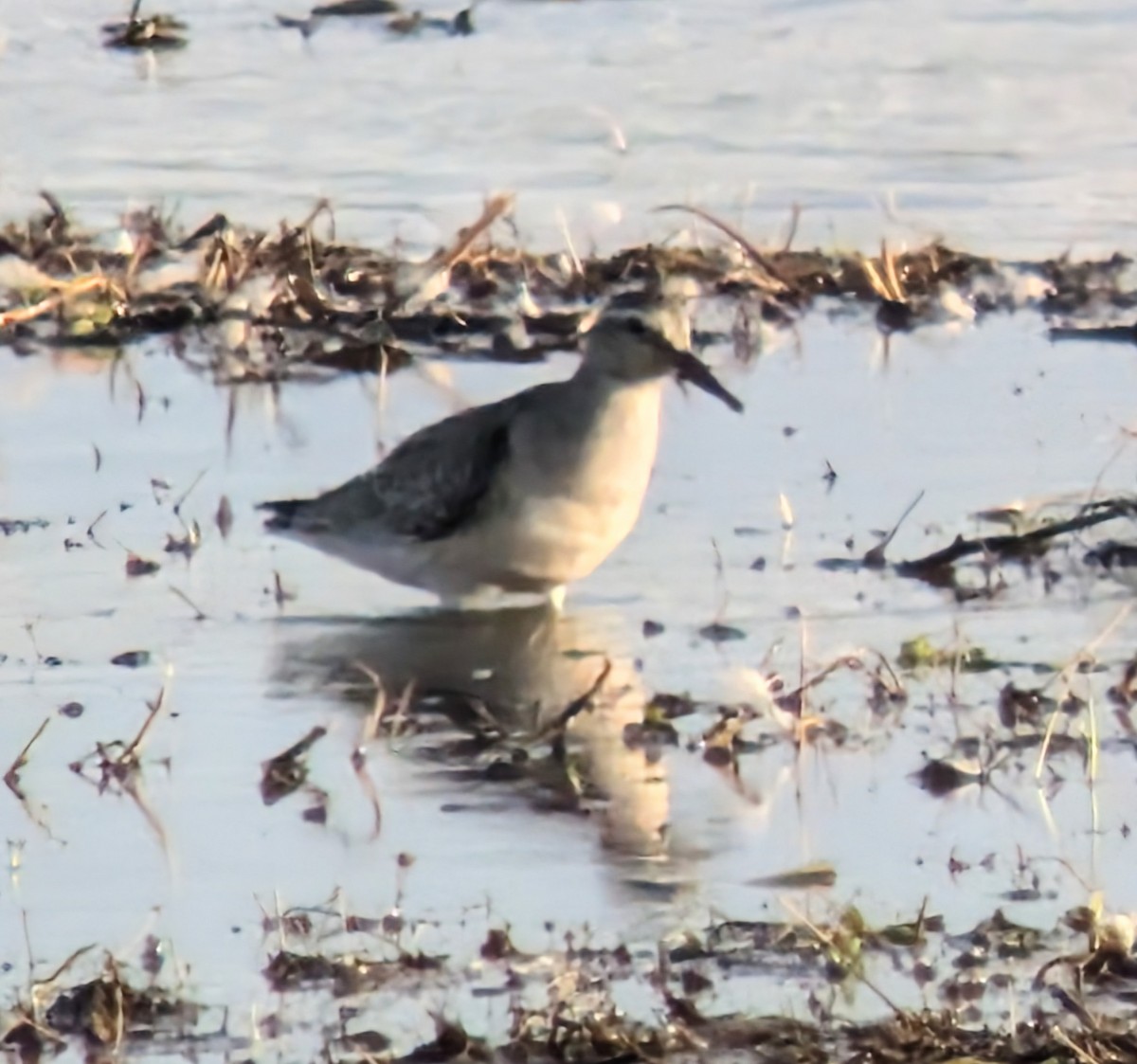 Red Knot - ML641982708