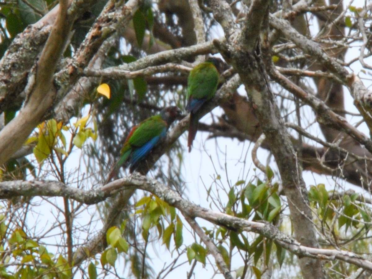 Painted Parakeet - ML641982718