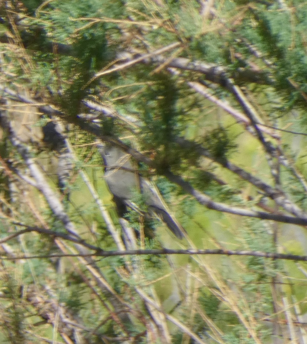 Blue-gray Gnatcatcher - ML641982722