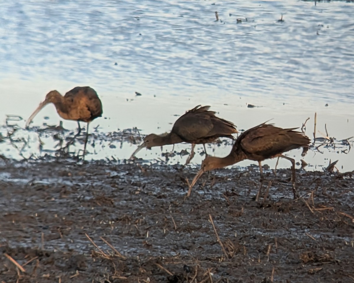 Glossy Ibis - ML641982725