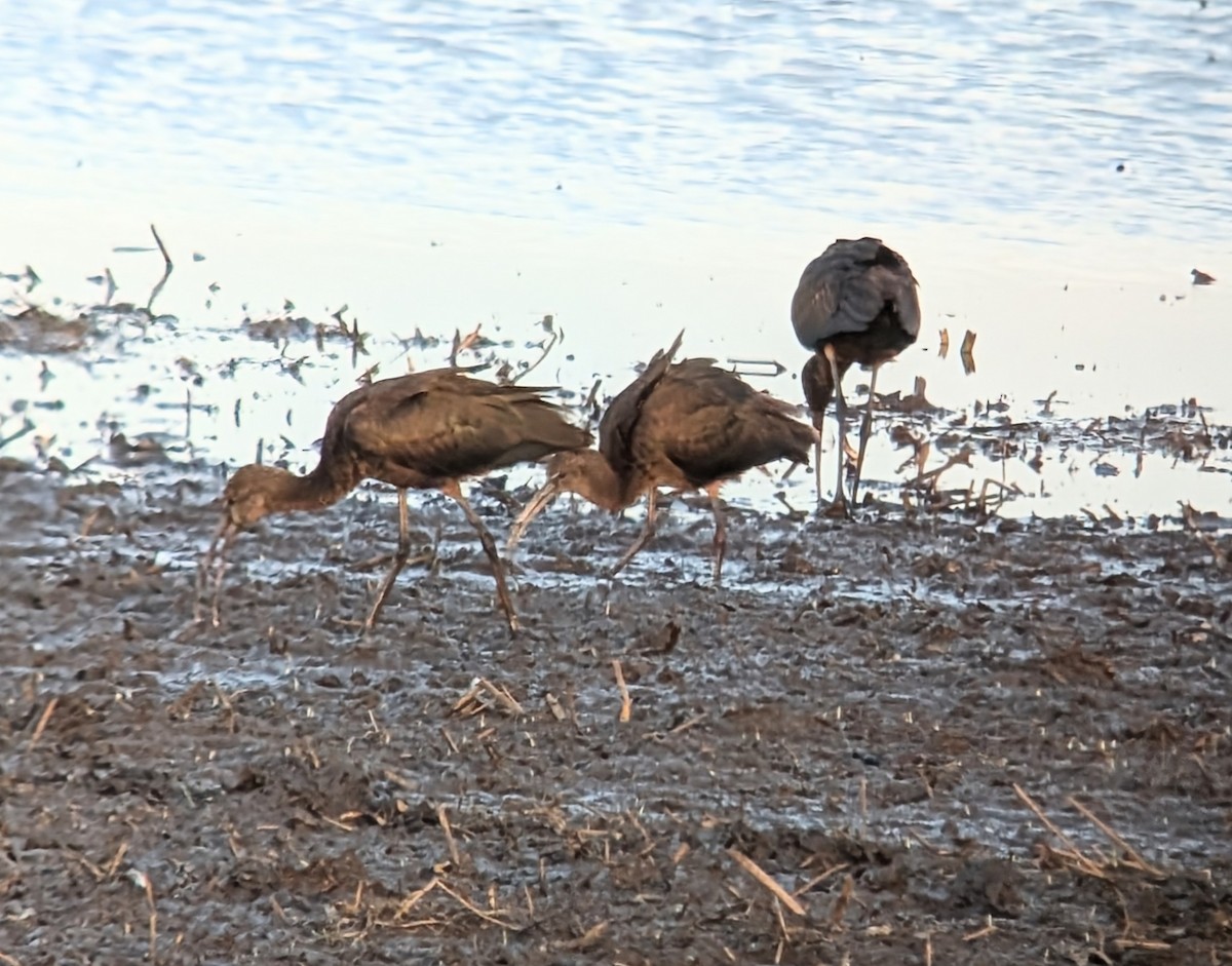 Glossy Ibis - ML641982726