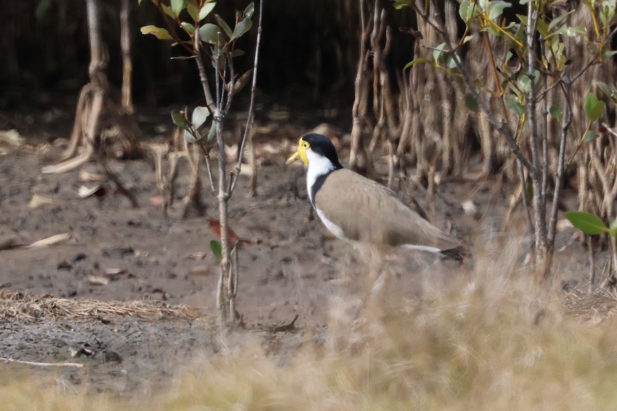 Masked Lapwing (Black-shouldered) - ML641982733