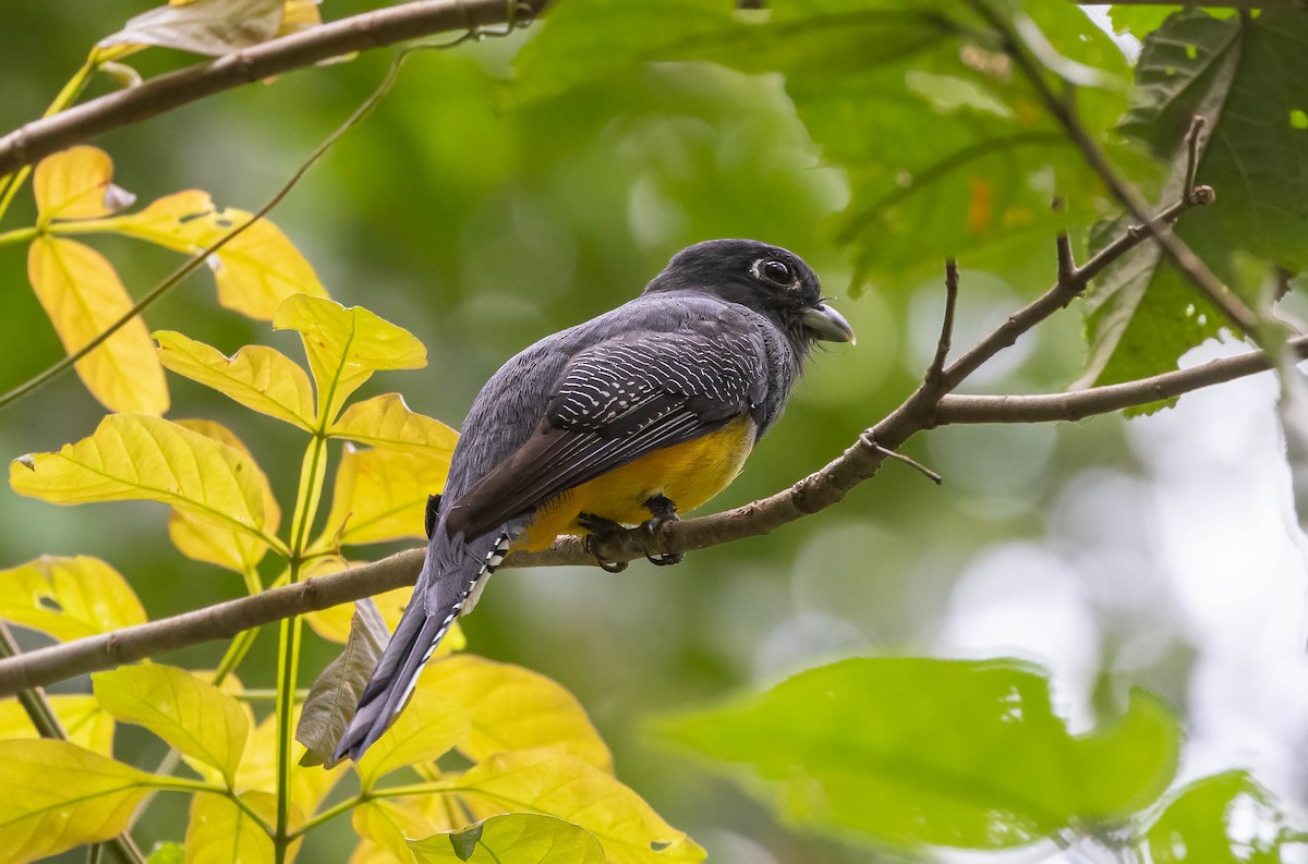 Gartered Trogon - ML641982737