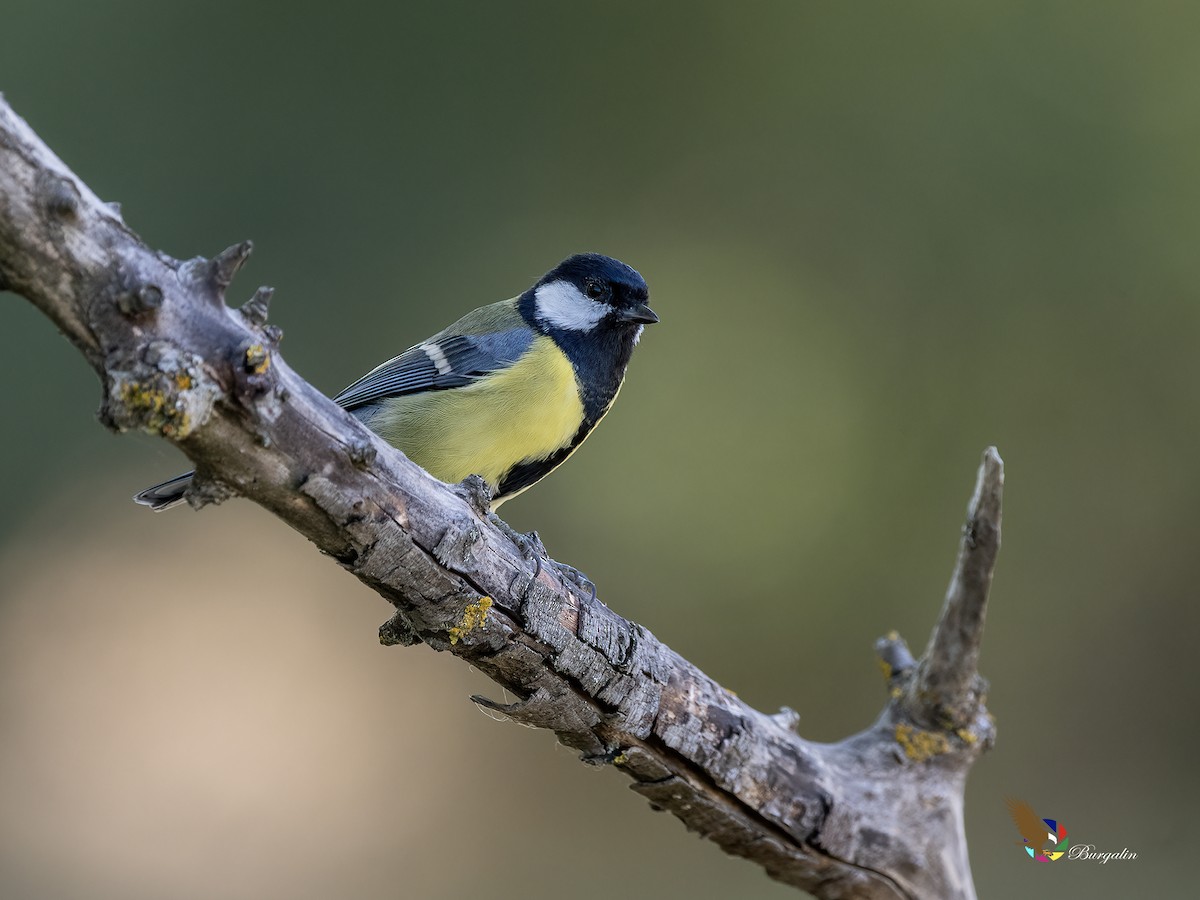 Great Tit - ML641982739