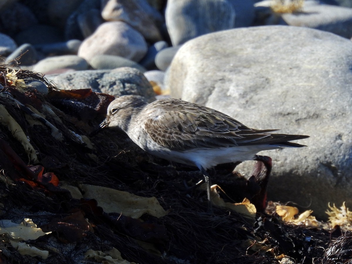 White-rumped Sandpiper - ML641982743