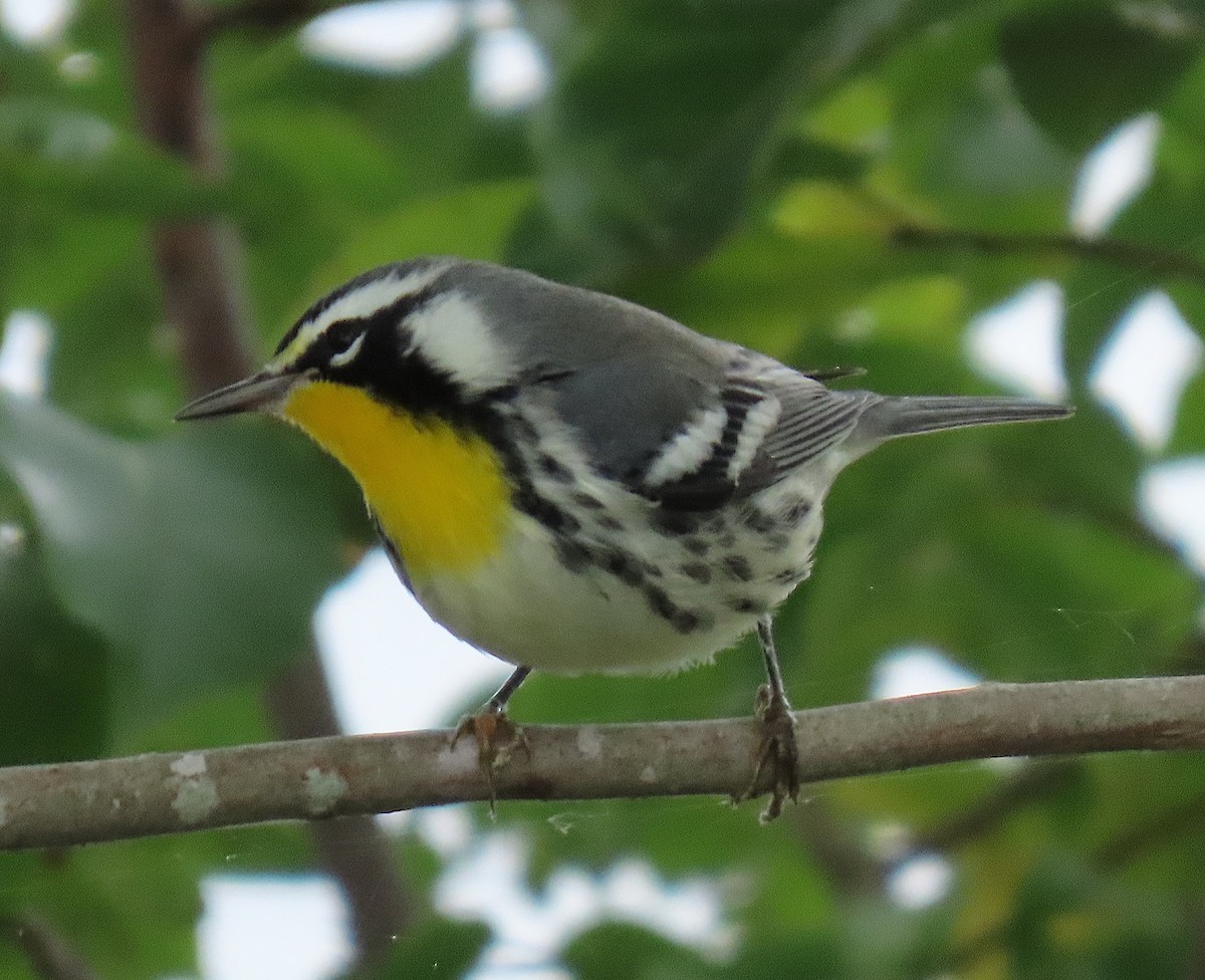 Yellow-throated Warbler - ML641982754