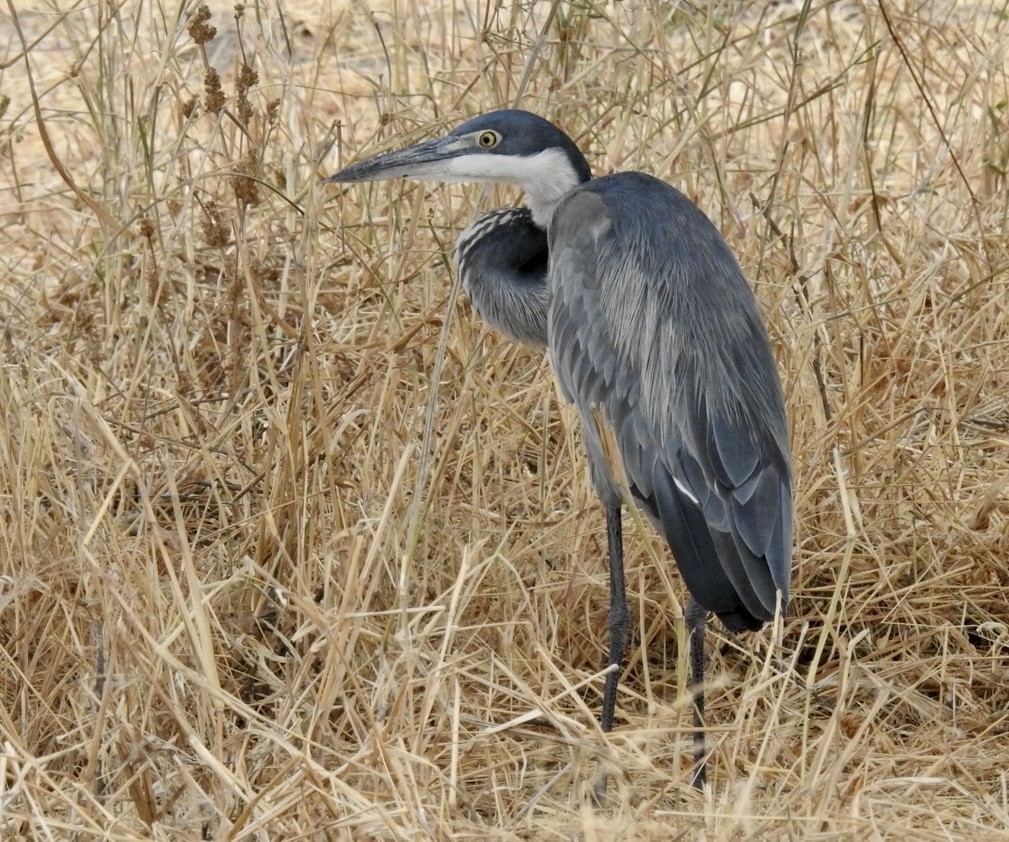 Black-headed Heron - ML641982770