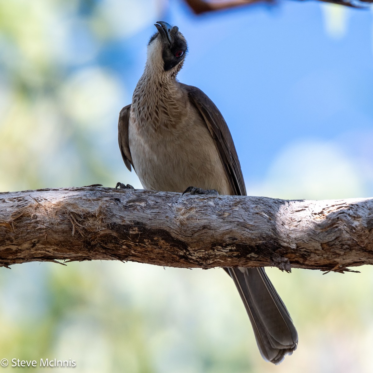 Helmeted Friarbird - ML641982773