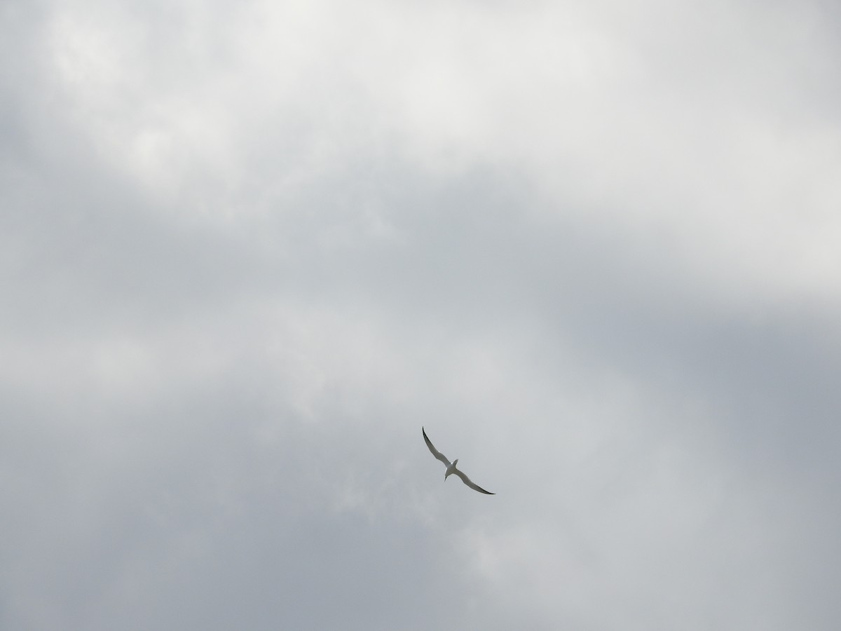 Australian Tern - ML641982784