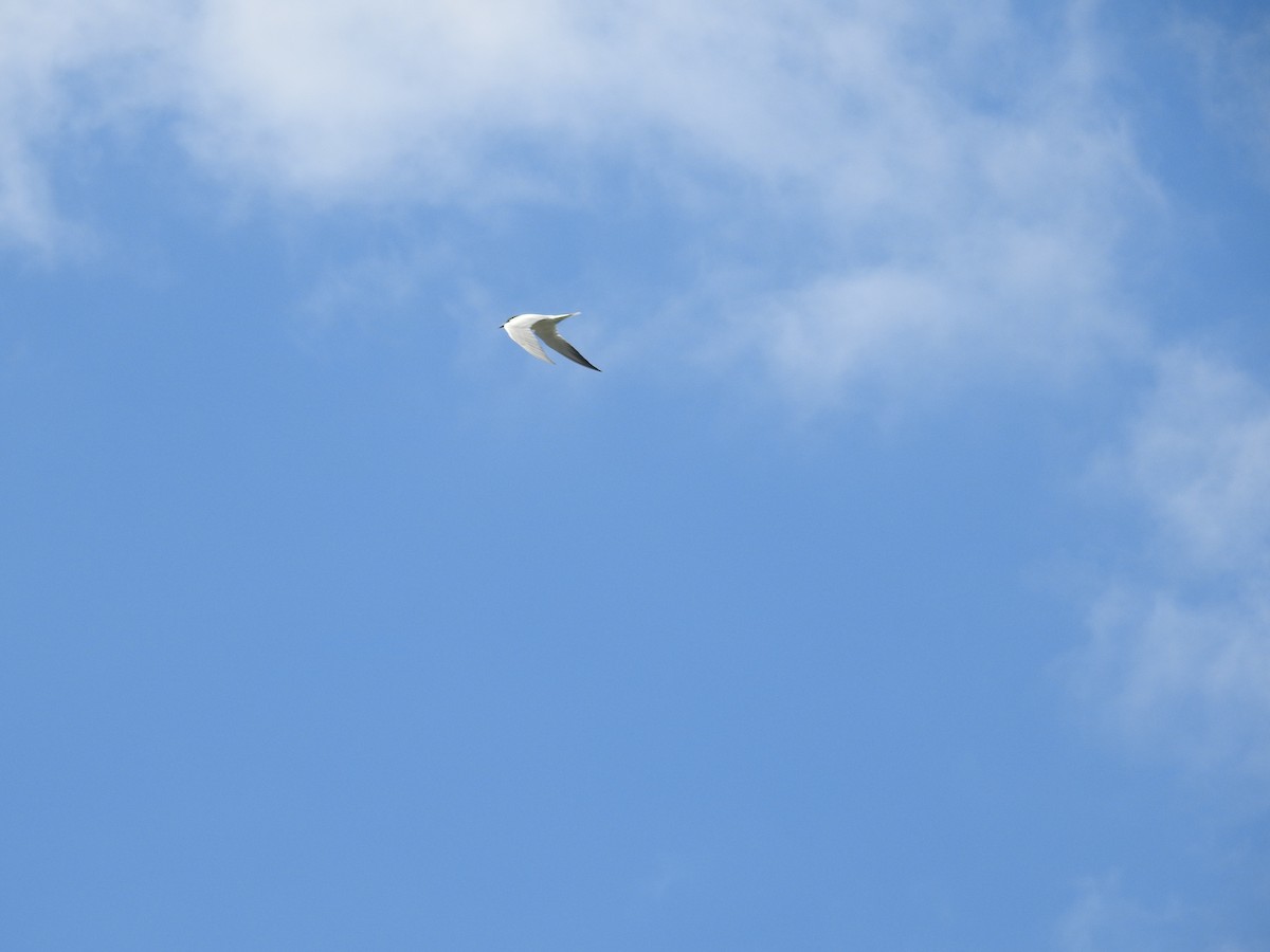 Australian Tern - ML641982785