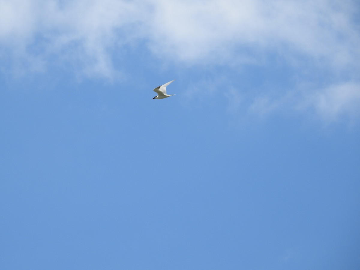 Australian Tern - ML641982787