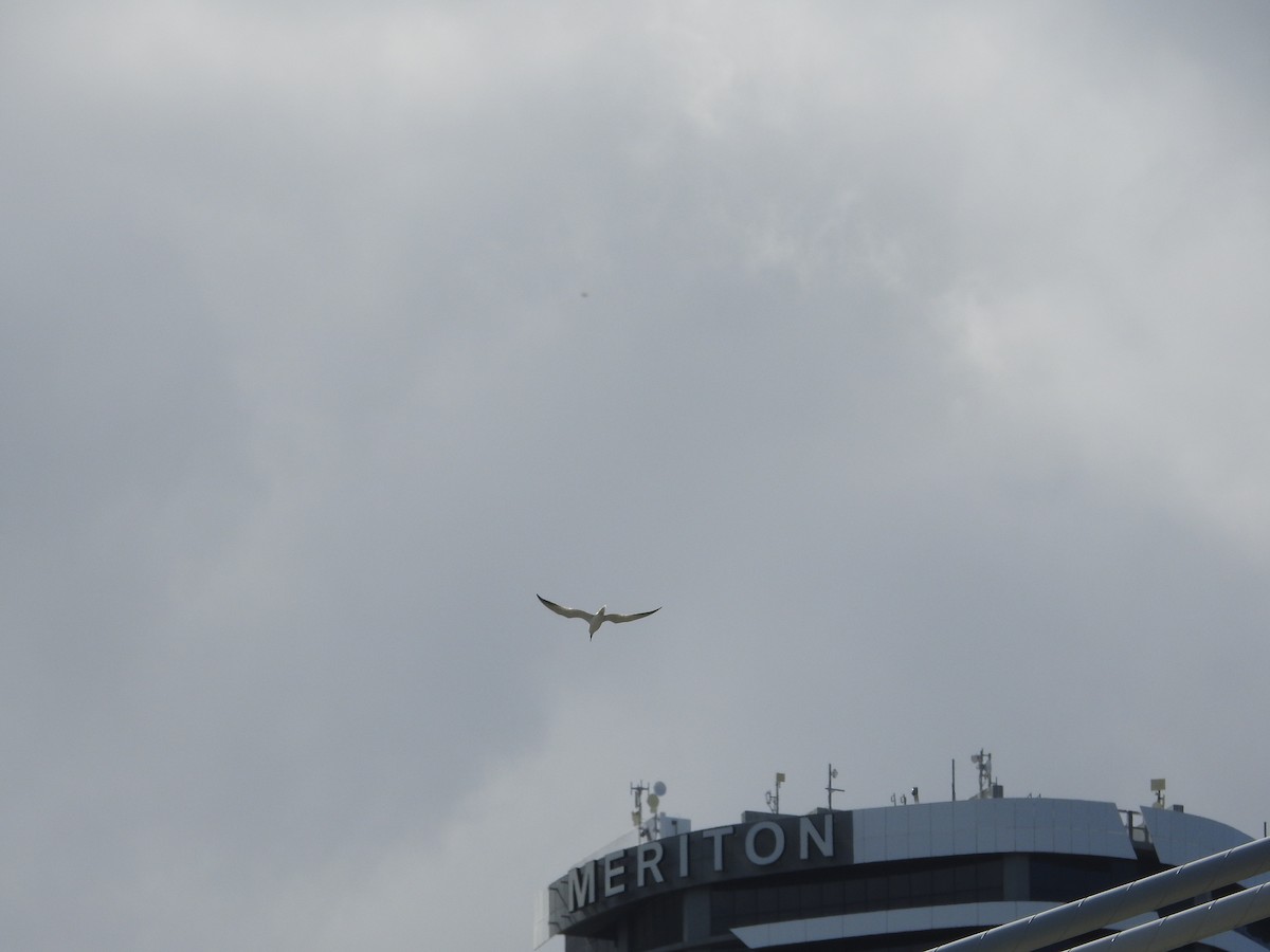 Australian Tern - ML641982788