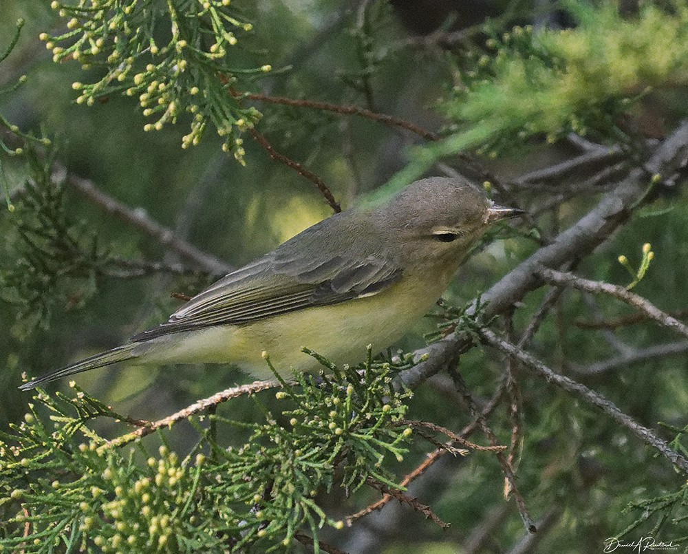 Eastern Warbling Vireo - ML641982801