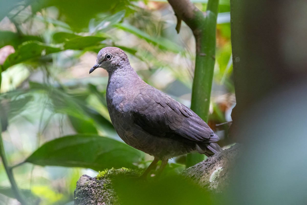 Gray-chested Dove (cassinii) - ML641982803