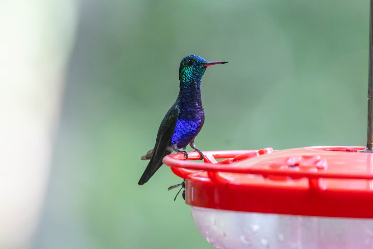 Violet-bellied Hummingbird - ML641982806