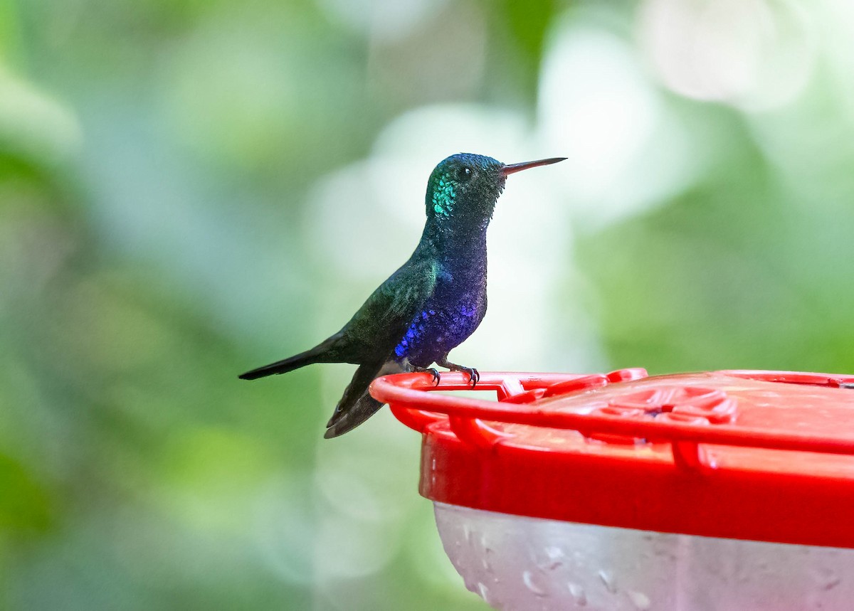 Violet-bellied Hummingbird - ML641982807