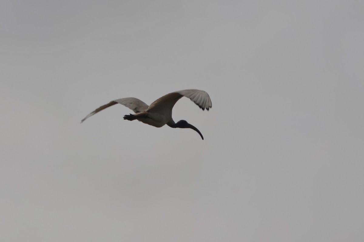 Australian Ibis - ML641982810