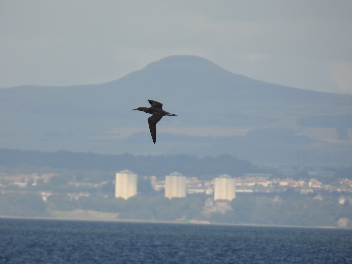 Northern Gannet - ML641982813