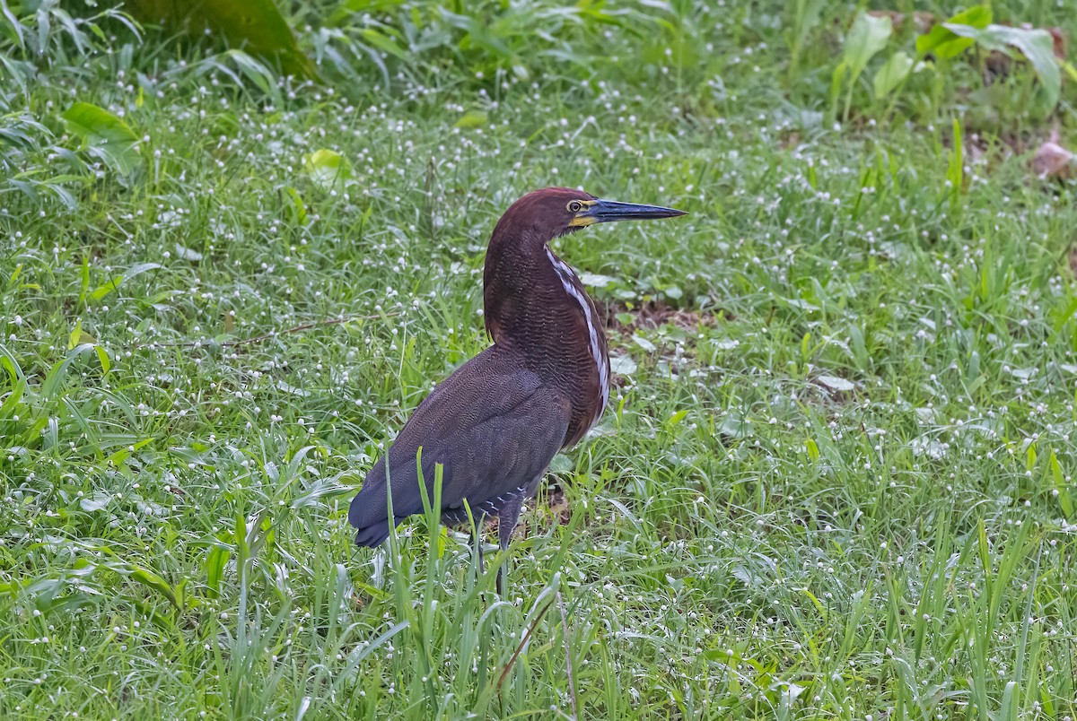 Rufescent Tiger-Heron - ML641982823