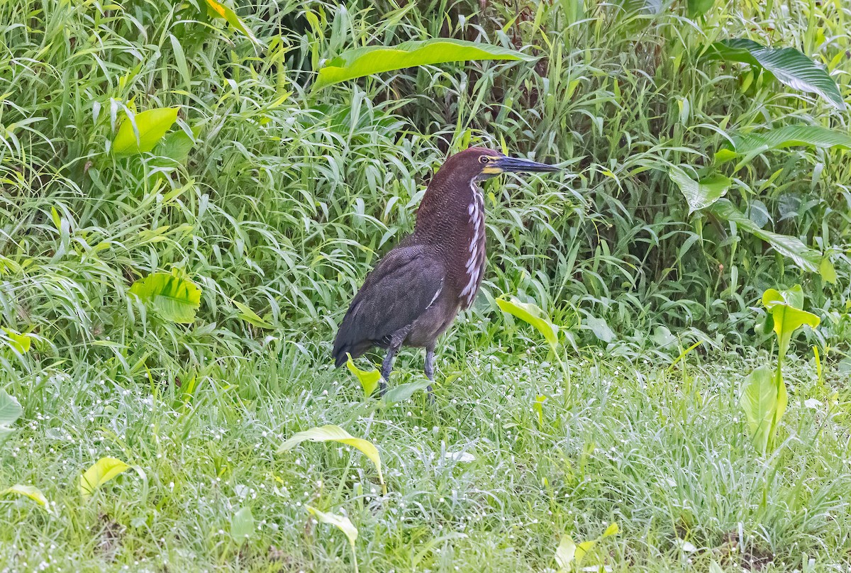 Rufescent Tiger-Heron - ML641982825