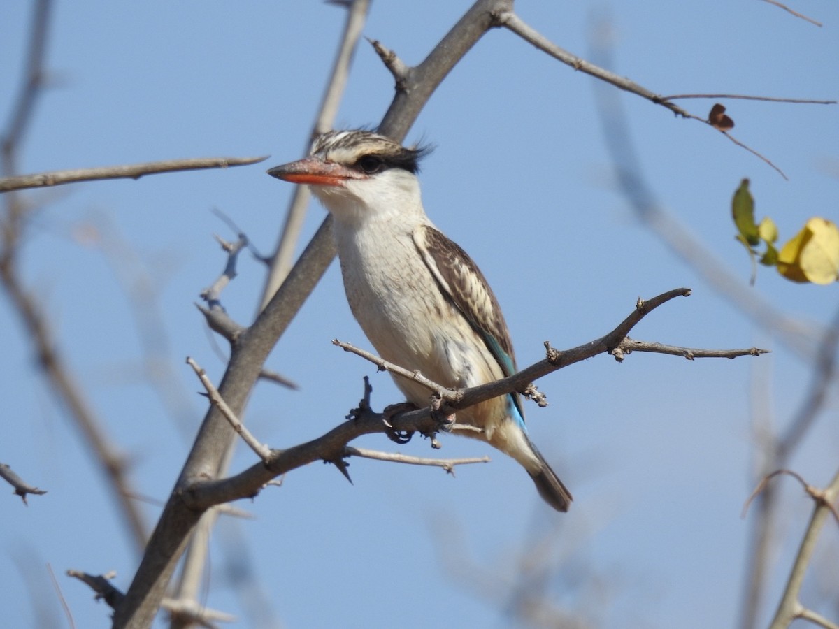 Striped Kingfisher - ML641982827