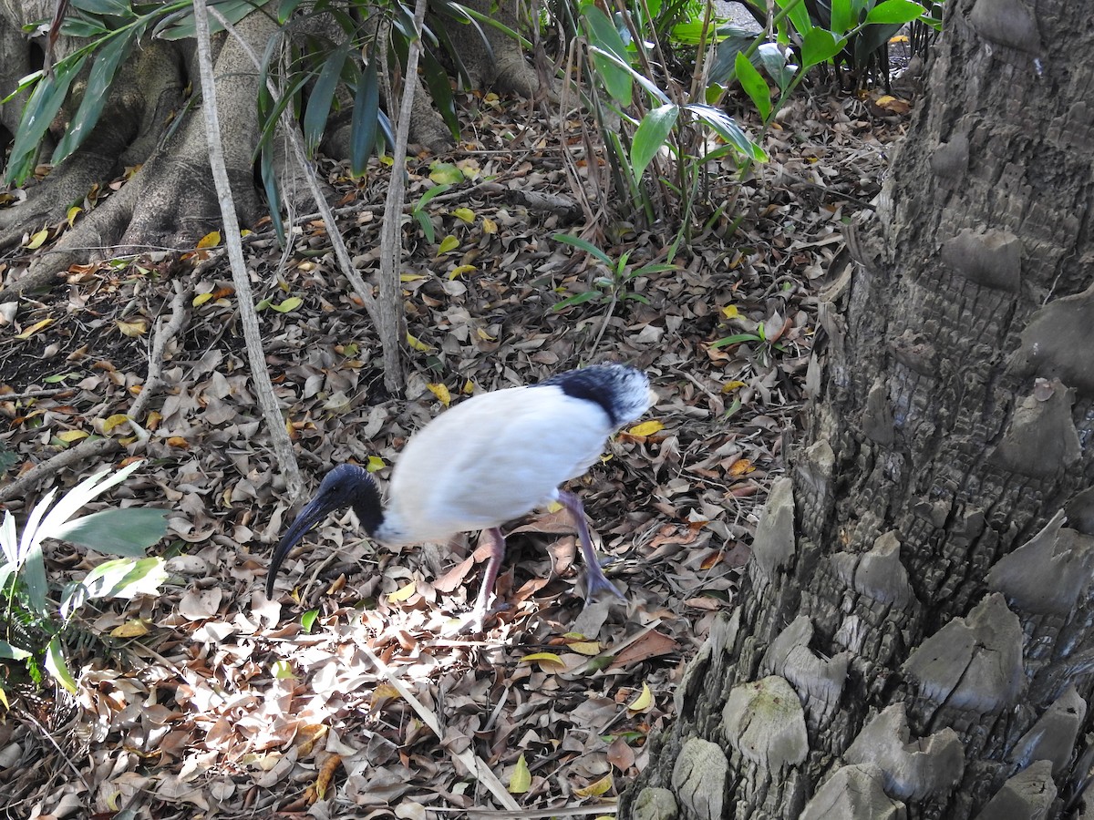 Australian Ibis - ML641982837