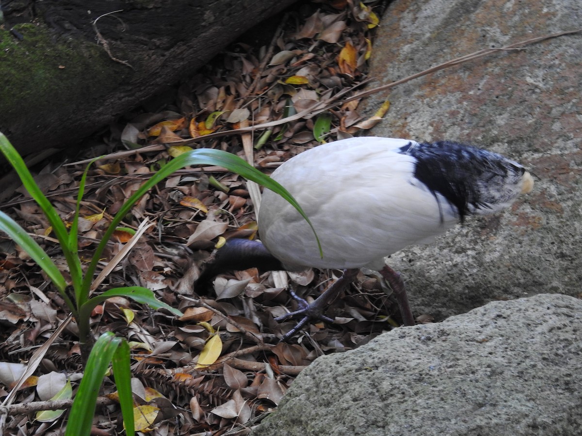 Australian Ibis - ML641982838