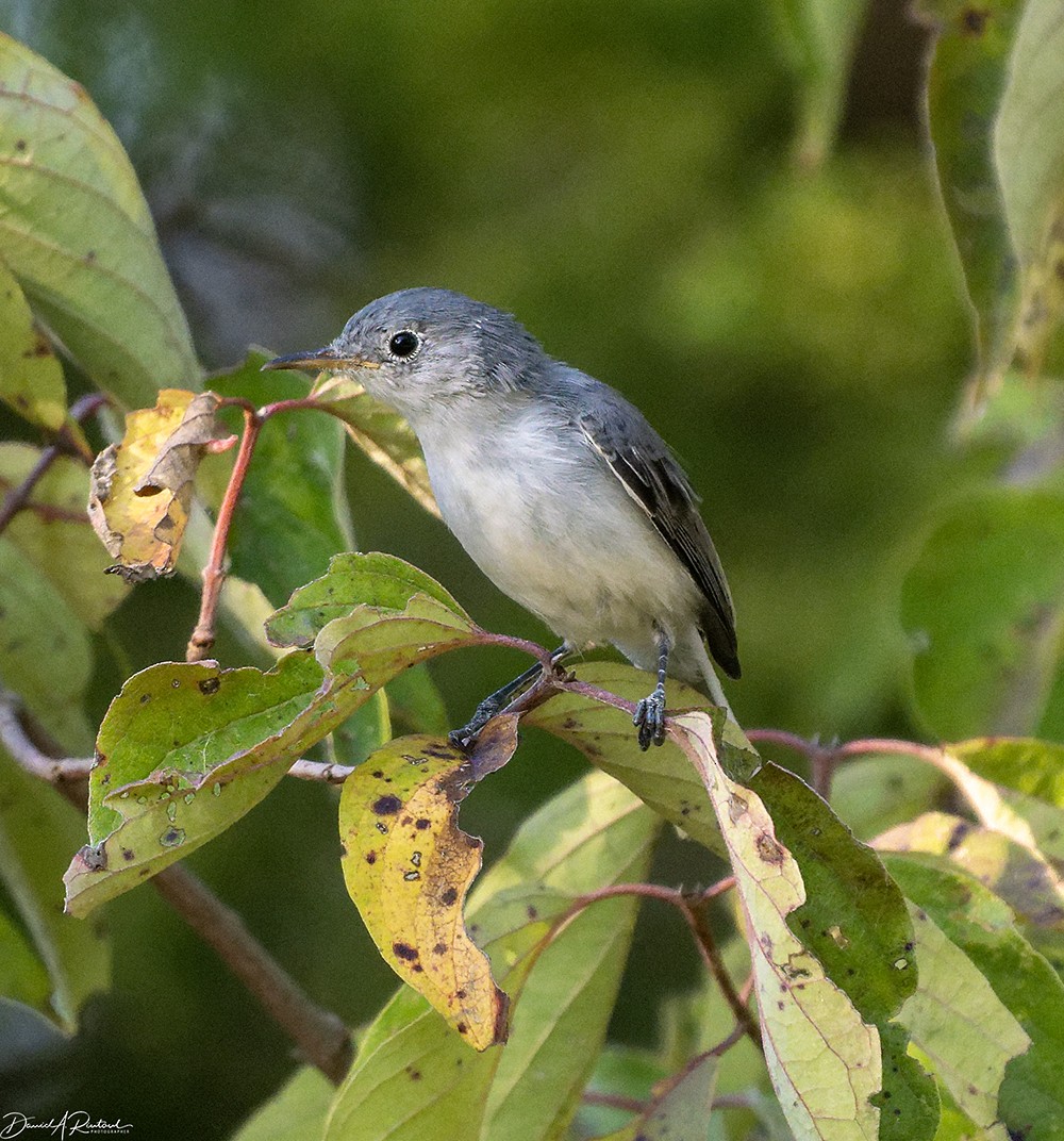 Blue-gray Gnatcatcher - ML641982840