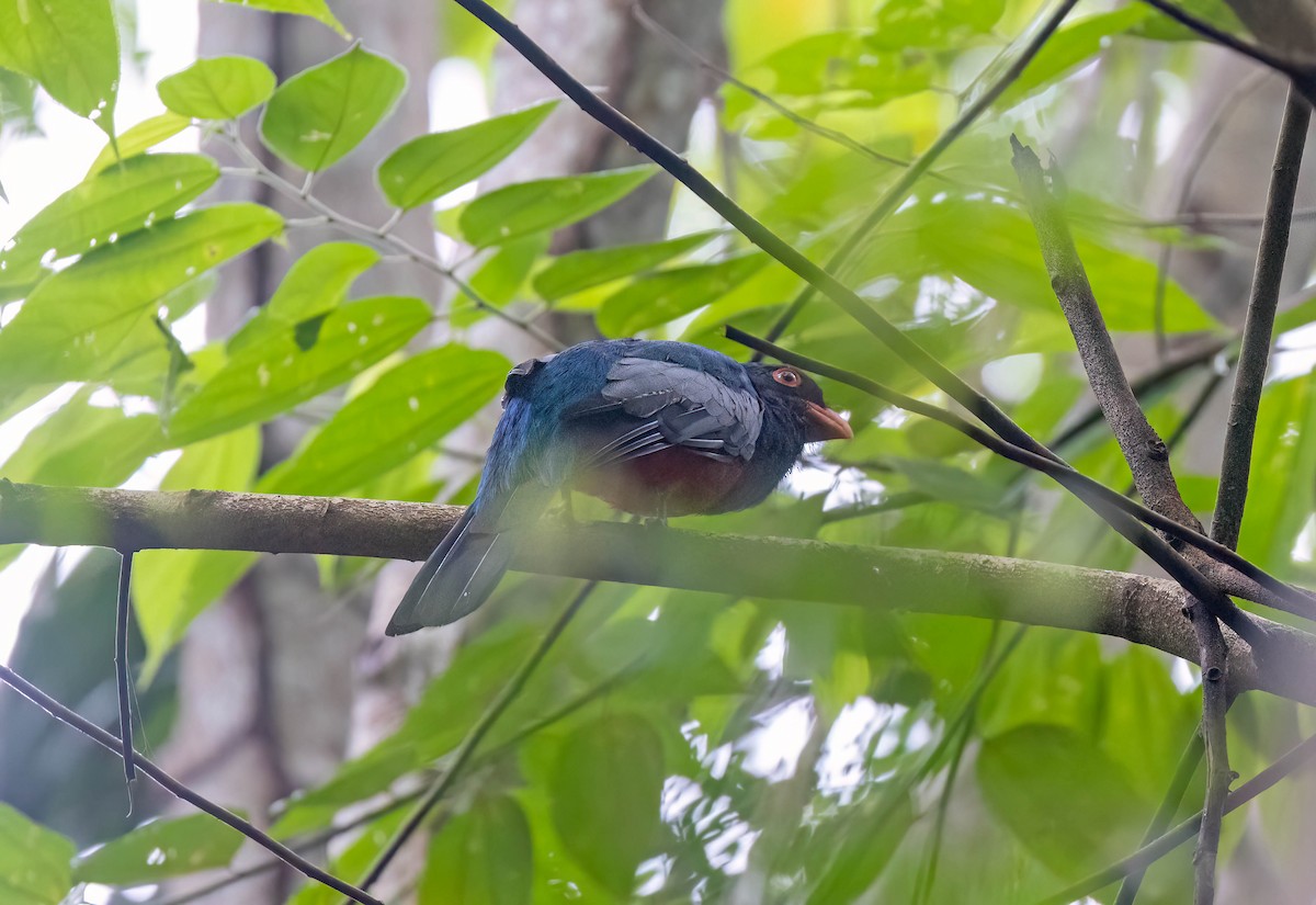 Slaty-tailed Trogon (Massena) - ML641982844