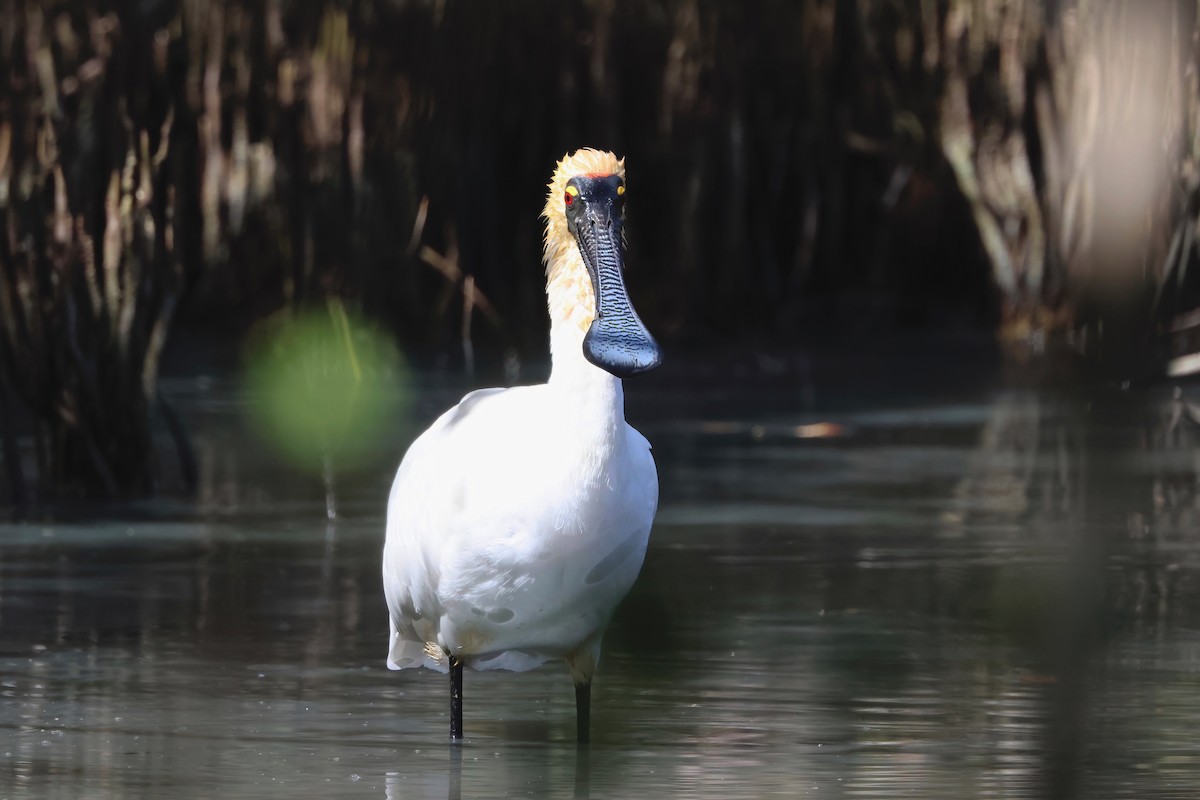 Royal Spoonbill - ML641982848