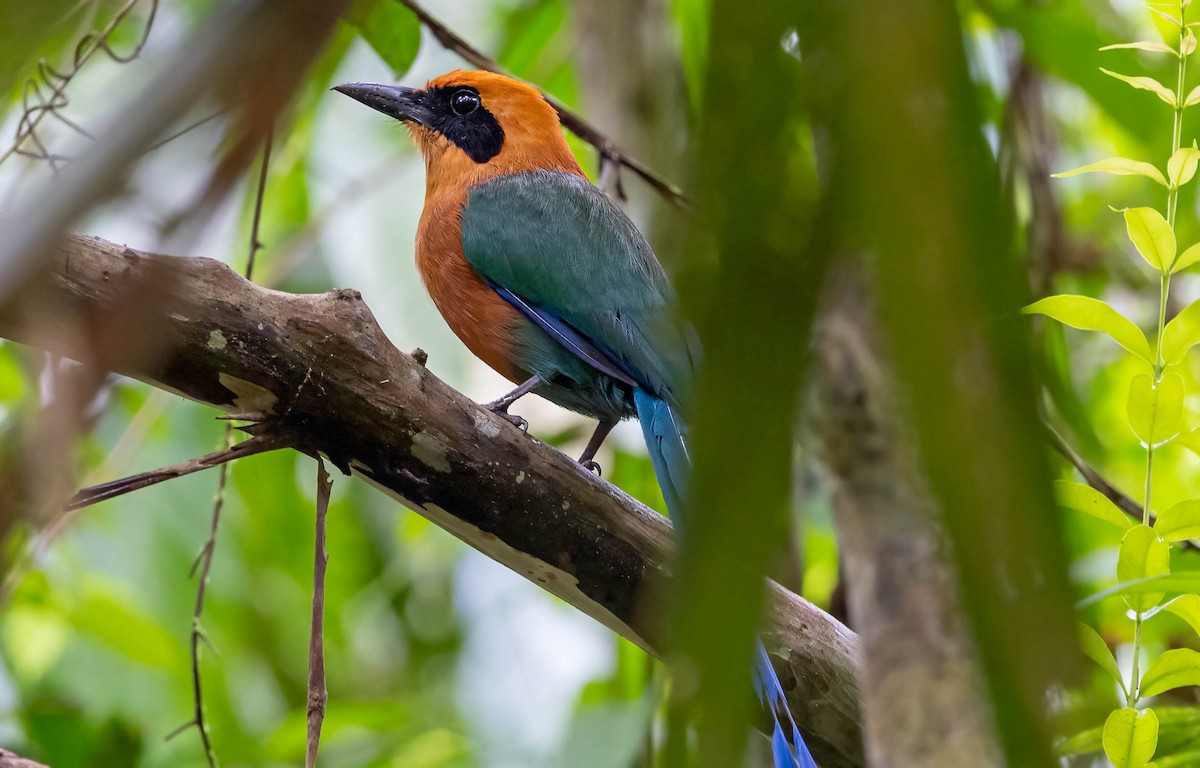 Rufous Motmot - ML641982851