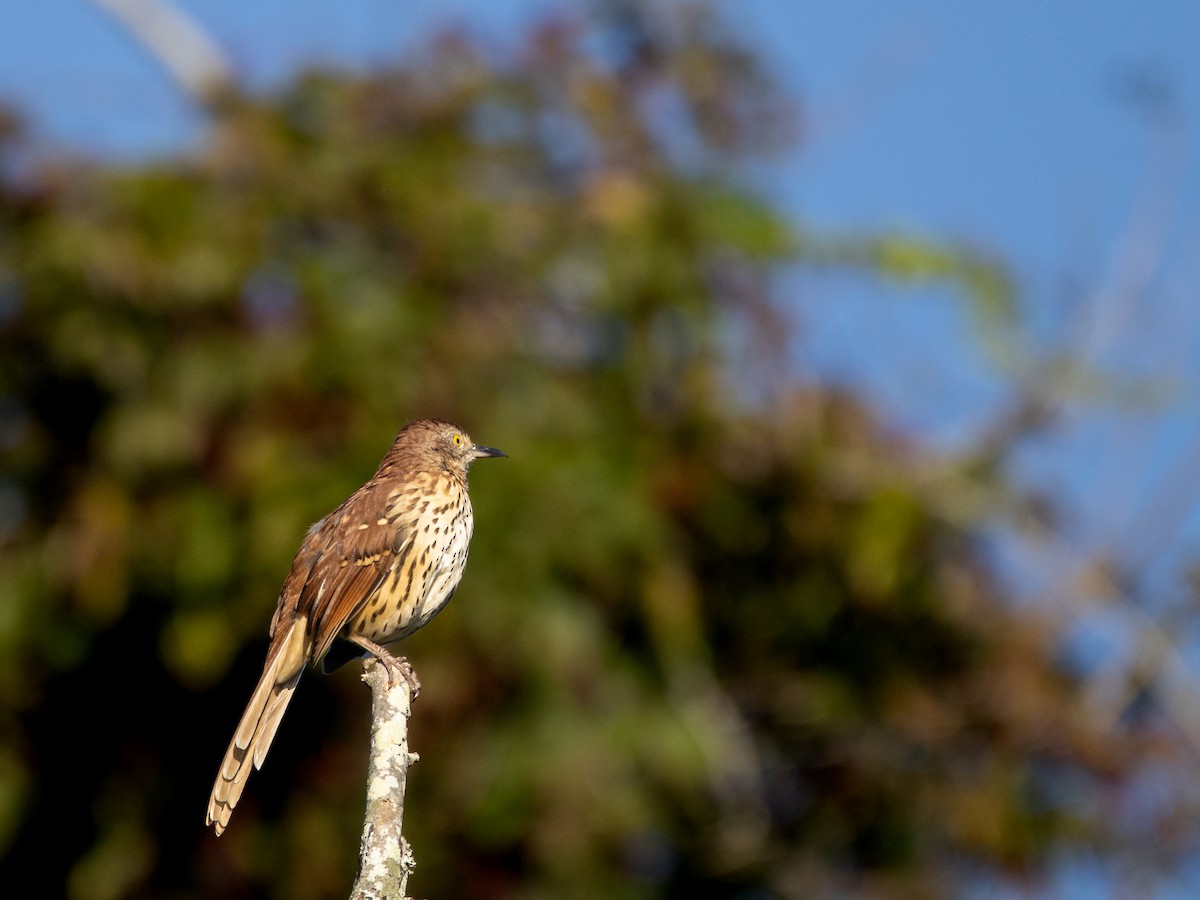 brunspottefugl - ML641982856