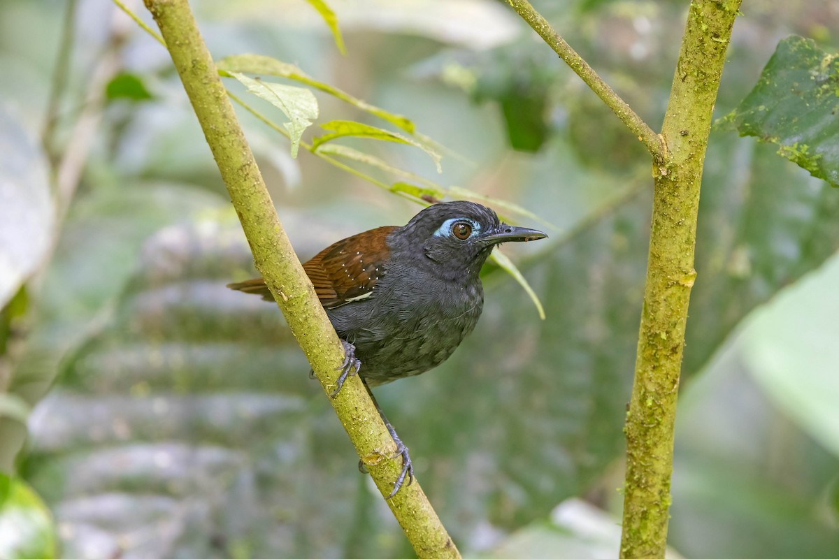 Chestnut-backed Antbird - ML641982858