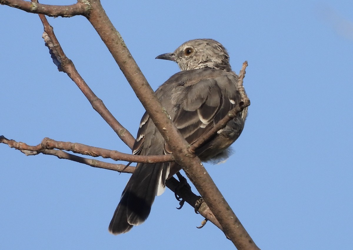 Northern Mockingbird - ML641982863
